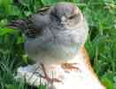 dl_08041202_baby sparrow (851 x 648).jpg